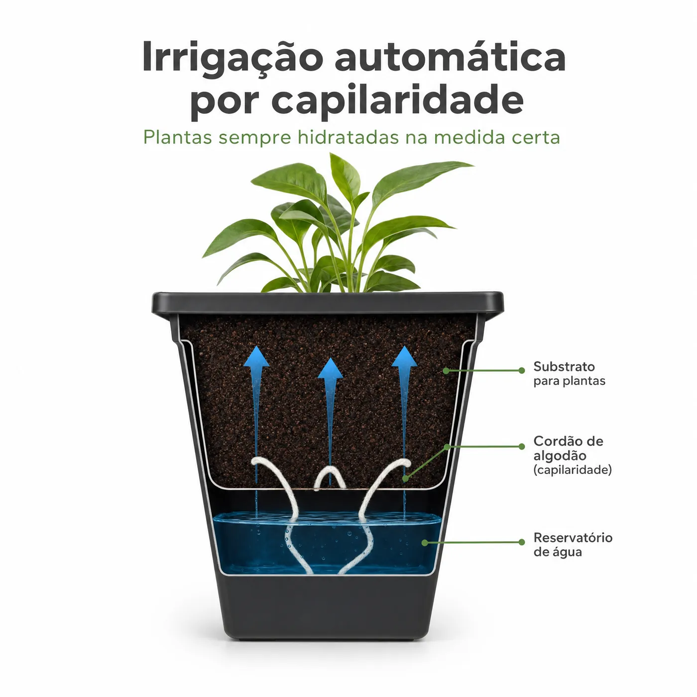 Como a água sobe do reservatório até a planta por capilaridade